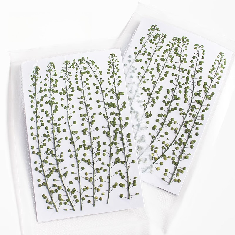 Natural Color Green Bell Grass - đánh giá và giá Resin Art For Photo Frame