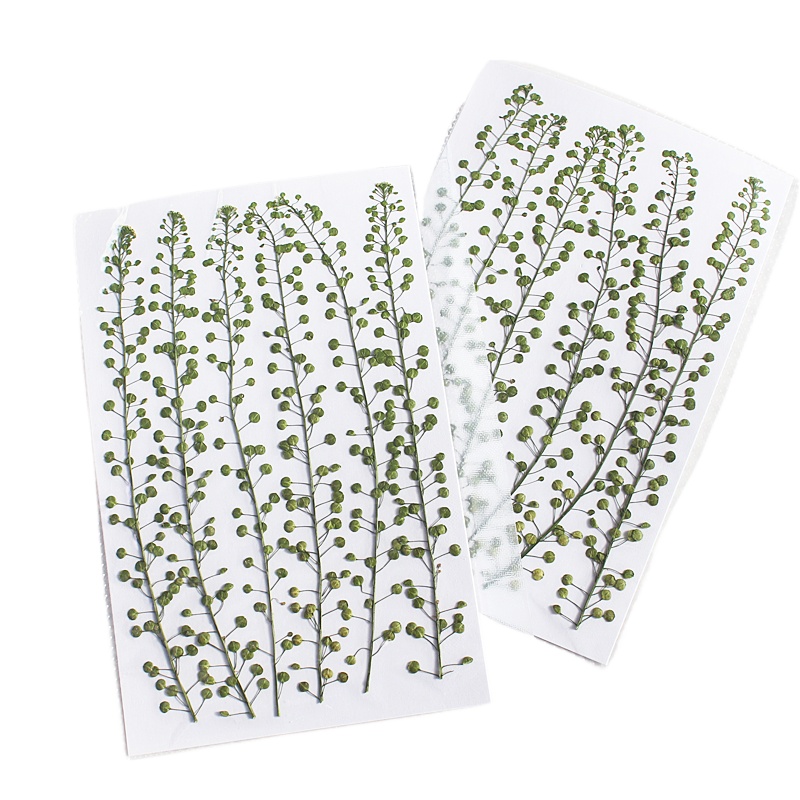 Natural Color Green Bell Grass - đánh giá và giá Resin Art For Photo Frame