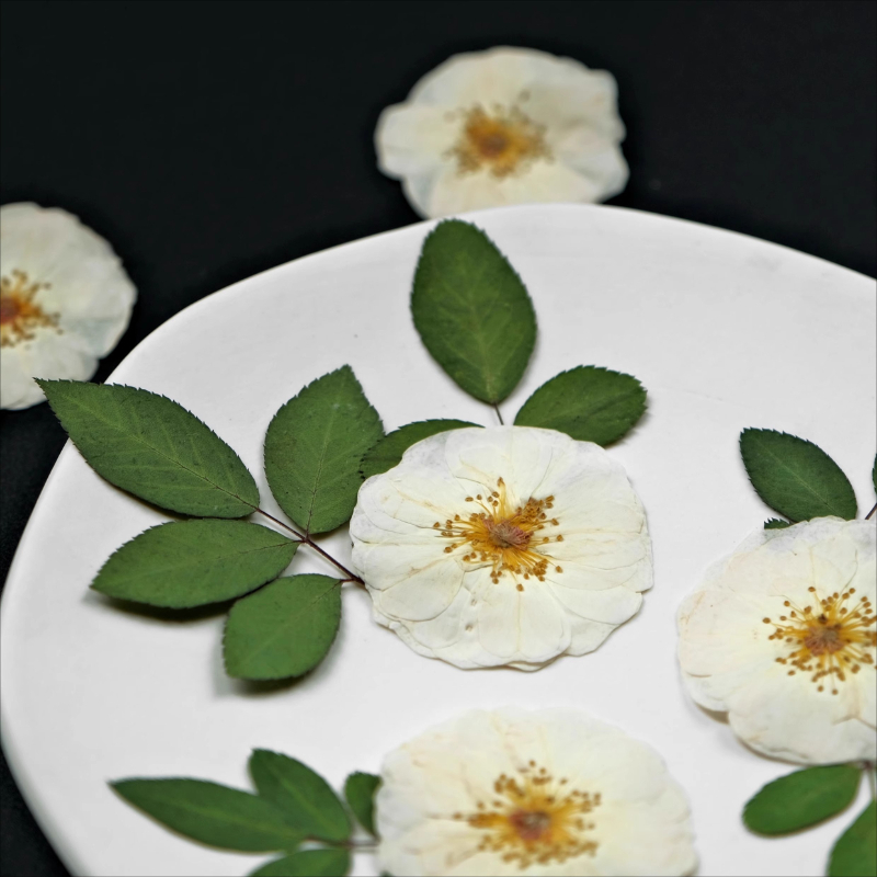 6pcs,9pcs,Nature White Rose Pr - đánh giá và giá Resin Art For Photo Frame
